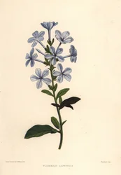 Blaue Plumbago oder Kapbleiwurz, Plumbago auriculata (Plumbago capensis)